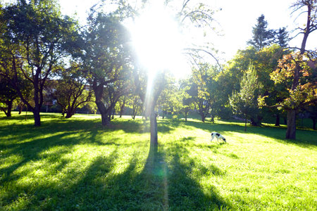 Dog in the park on a sunny day. Summer landscape with a dogの写真素材