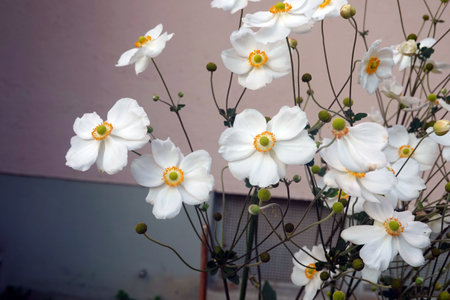 White Japanese anemone flower, Japanese anemone, Japanese anemoneの写真素材