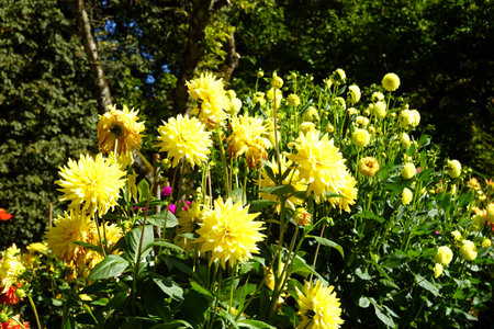 Yellow dahlia flowers in the garden on a sunny summer dayの写真素材