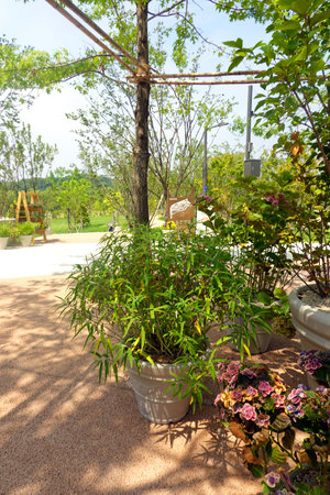 Potted plants in the garden on a sunny day, Thailand.の写真素材