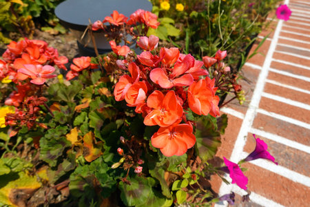 Red geranium flowers in a flowerbed on a sunny summer day