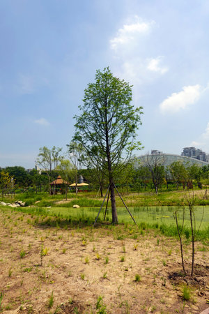 Lonely tree in the park with blue sky background, Thailand.の写真素材