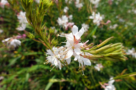 White flowers on the background of green grass. Close-up.の写真素材