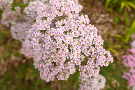 Achillea millefolium, commonly known as common yarrowの写真素材