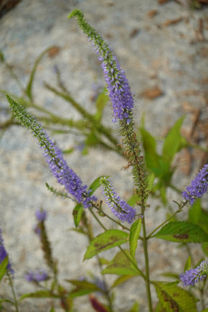 Veronica officinalis plant with blue flowers in the garden.の写真素材