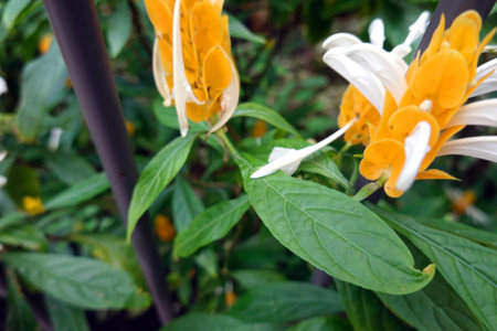 Close up of the yellow and white flower in the garden with blur backgroundの写真素材