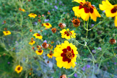 Yellow cosmos flowers in the garden with ladybug on the petalsの写真素材