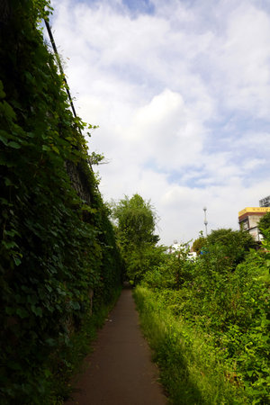 Pathway in the city park. Green foliage and blue sky.の写真素材