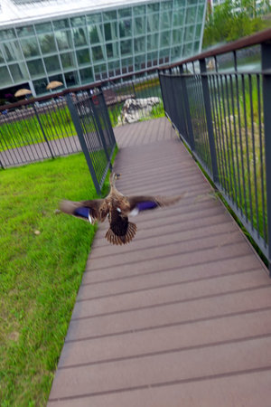 A pair of mallard birds flying over a pedestrian walkway.の写真素材