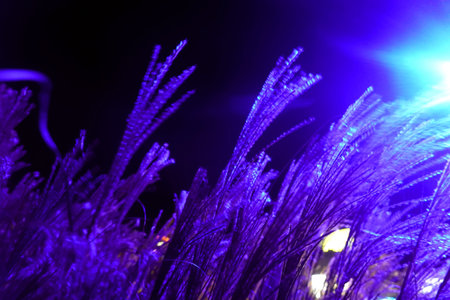abstract background of colored grass in the dark, close-up