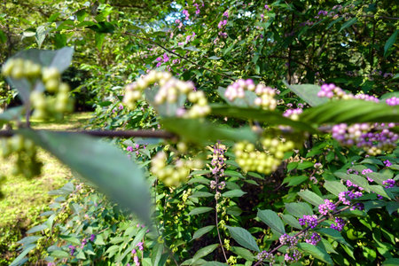 Blossoming branch of blueberries in the garden on a sunny day