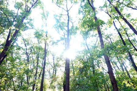 forest trees. nature green wood sunlight backgrounds. sun in the forest