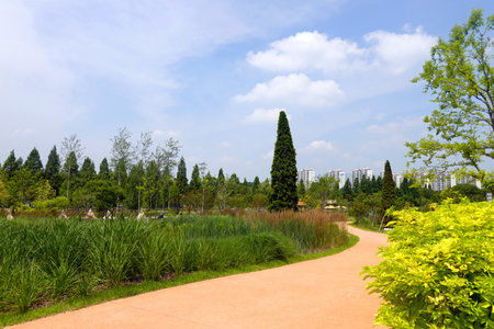 Landscape of a park in the city with trees and blue sky