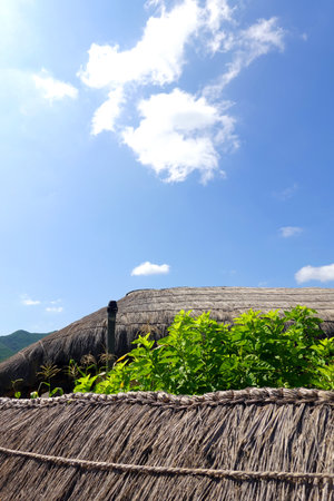 Beautiful view of a straw roof with green plants and blue skyの写真素材