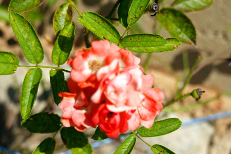 Red rose with green leaves on a background of greenery in the gardenの写真素材