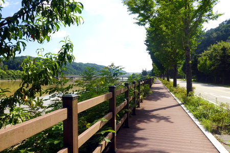 Wooden walkway in the park with green trees and blue skyの写真素材