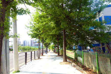 Green trees in the city park with a fence on the ground.の写真素材