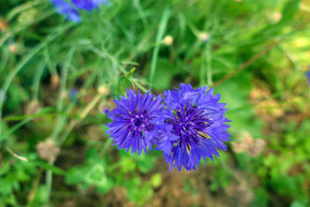 purple cornflowers in the garden, closeup of photo