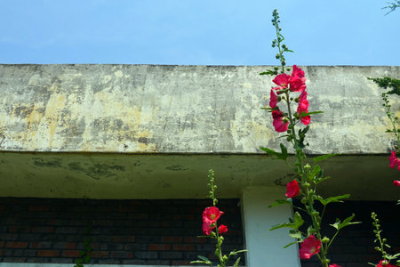 red hollyhock flowers on the roof of the house.の写真素材