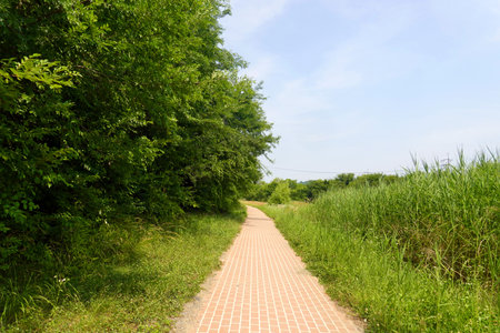 Path in the green grass and blue sky, closeup of photo