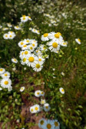 White daisies on the meadow. Chamomile field.