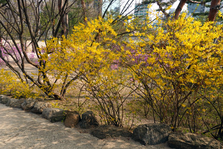 Yellow flowers of Forsythia blooming in the park in autumnの写真素材