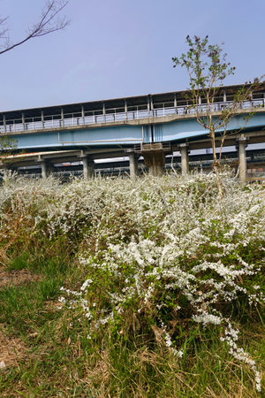 Bridge over the river with white flowers in the foreground, closeup of photo