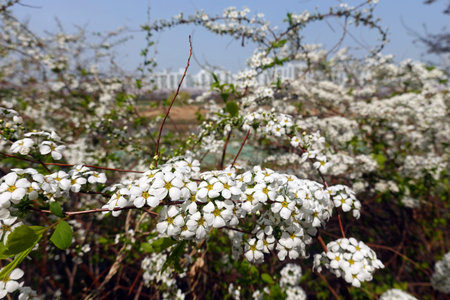 Spiraea thunbergii plant with white flowers in bloom