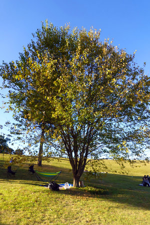 Autumn landscape in the park with a tree and blue sky.