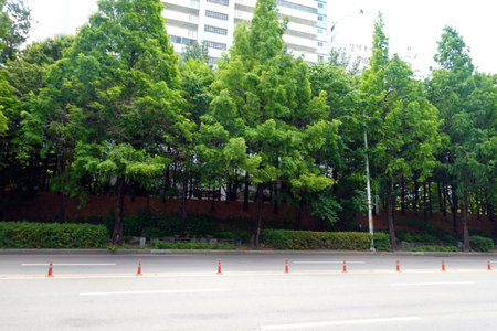 Road in the city with green trees and red traffic cones in the backgroundの写真素材