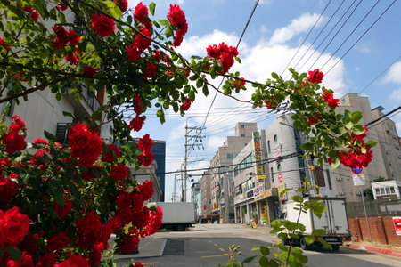 Red roses on the street of Sapporo, Hokkaido, Japanの写真素材