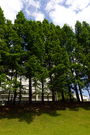 Trees in a park with green grass and blue sky background.の写真素材