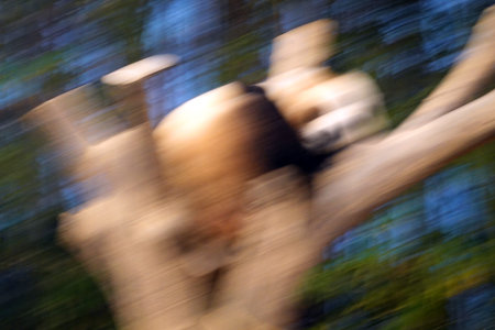Abstract motion blur of panda in the forest. Shallow depth of field.の写真素材