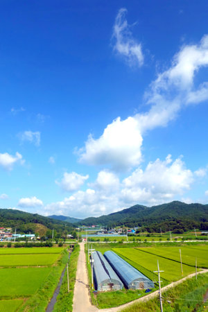 Green rice field under blue sky with white clouds, closeup of photoの写真素材