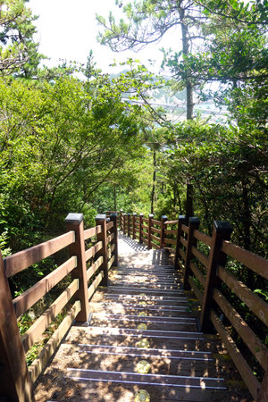 Wooden walkway in the forest at Doi Inthanon National Park, Chiang Mai, Thailand