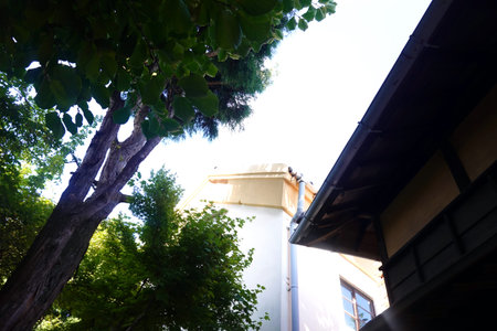 Old house and trees in the city center of Lisbon, Portugal.