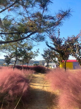 Dry grasses on the road in the park, Thailand.の写真素材