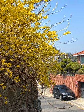 Forsythia bush with yellow flowers in front of the houseの写真素材