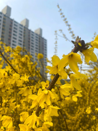 Yellow forsythia flowers blooming in front of high rise building