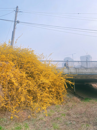Forsythia bush with yellow flowers on the bridge in winterの写真素材