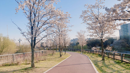 Cherry blossoms along a walkway in the park on a spring dayの写真素材
