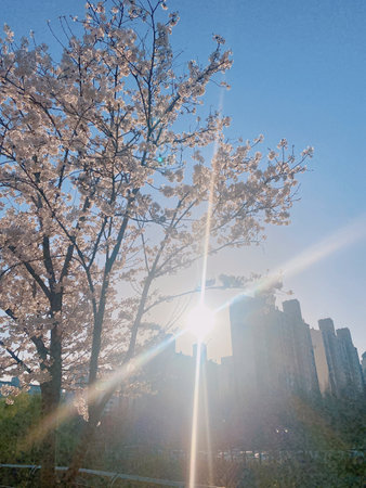 Cherry blossoms and skyscrapers in the morning sun.の写真素材