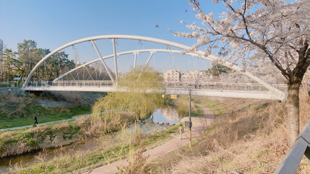 Cherry blossoms and bridge in Tokyo, Japan. Cherry blossom season.の写真素材