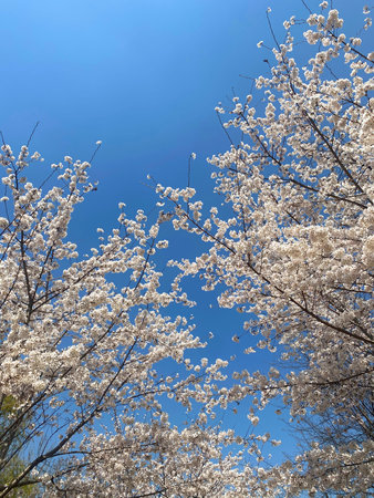 Cherry blossoms in full bloom with blue sky in the background