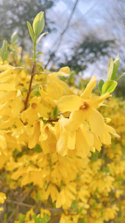 Forsythia blooming in the garden, close up.