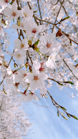 cherry blossom in spring time with blue sky and white cloudsの写真素材