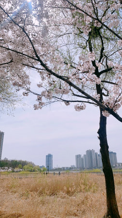 Cherry blossoms in the park, closeup of photo.の写真素材