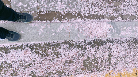 Cherry blossom petals in Tokyo, Japan (selective focus)