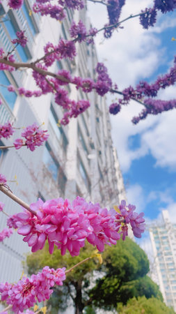 Cercis siliquastrum flowers in full bloom in the cityの写真素材