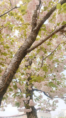 cherry blossom sakura in spring season at hong kong